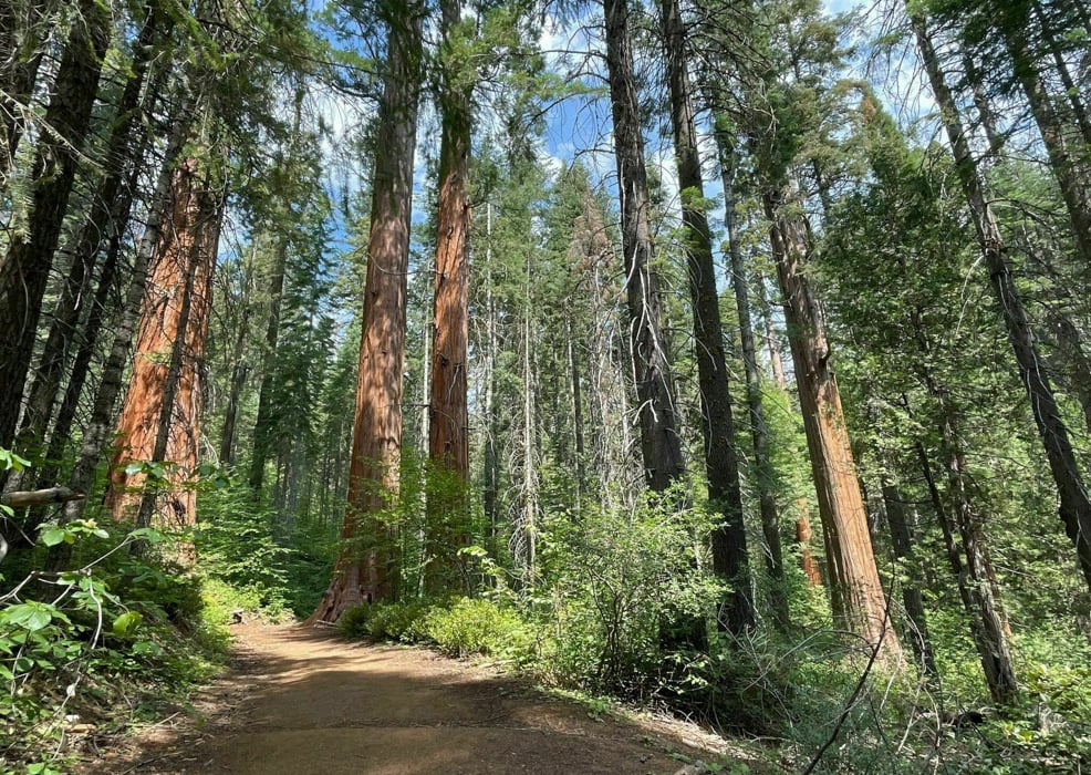 Merced Grove in Yosemite.