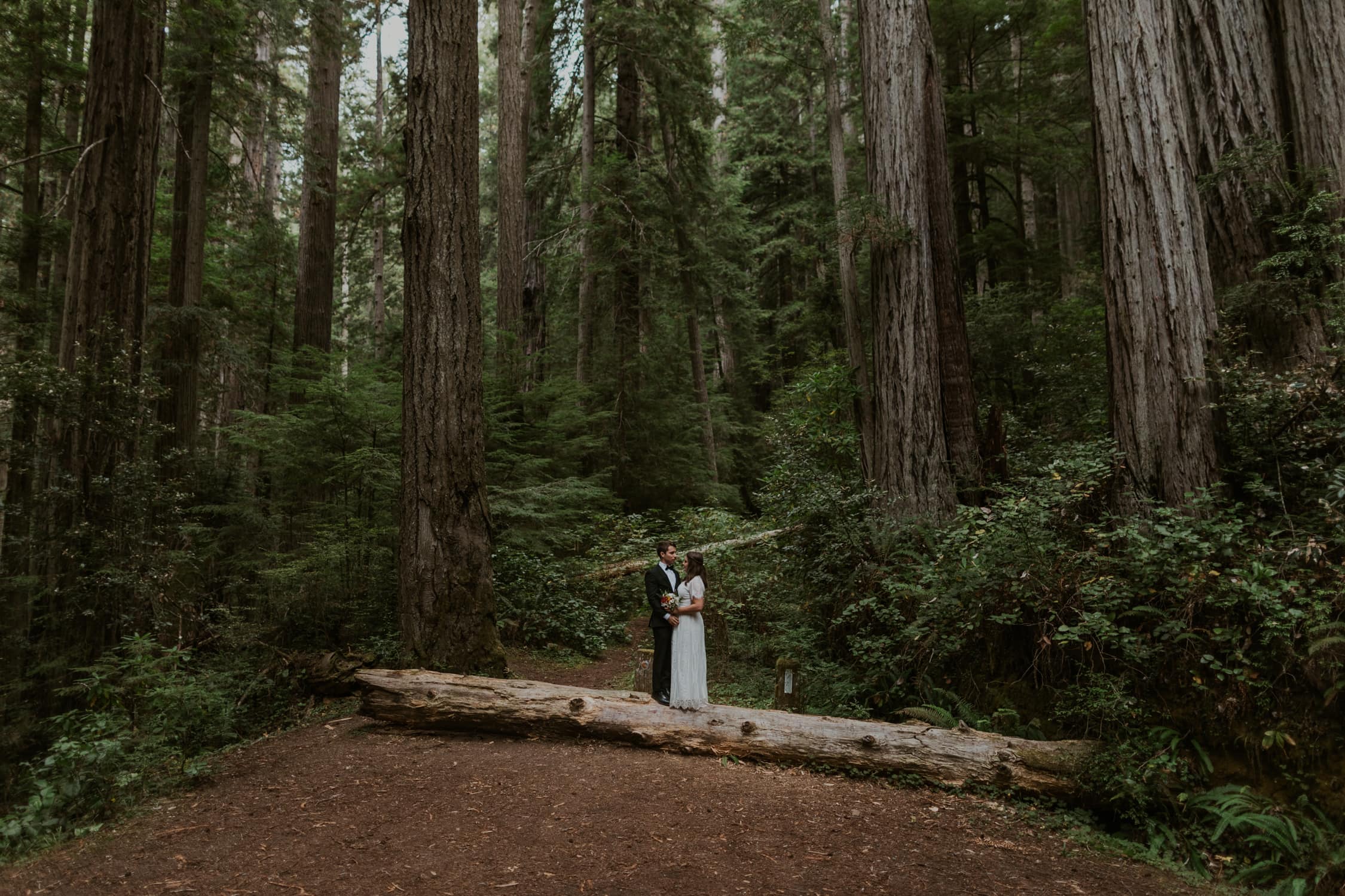 A couple standing on a tree and facing each other in Redwood National Park.