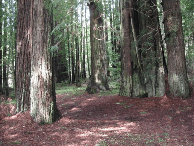 Templeman Grove in Redwood National Park.