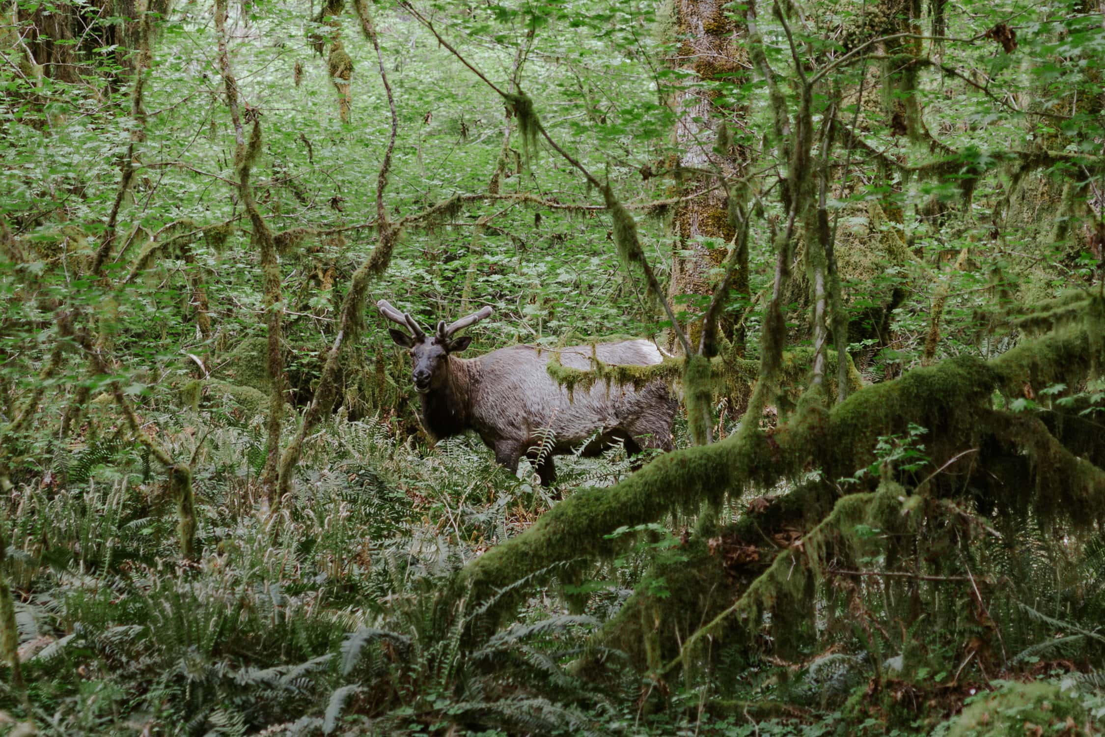 An elk in the Hoh Rainforest in Olympic National Park.