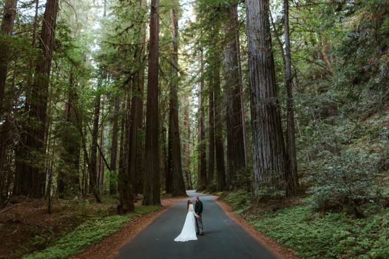 Best Humboldt Redwoods State Park Wedding Guide for 2024