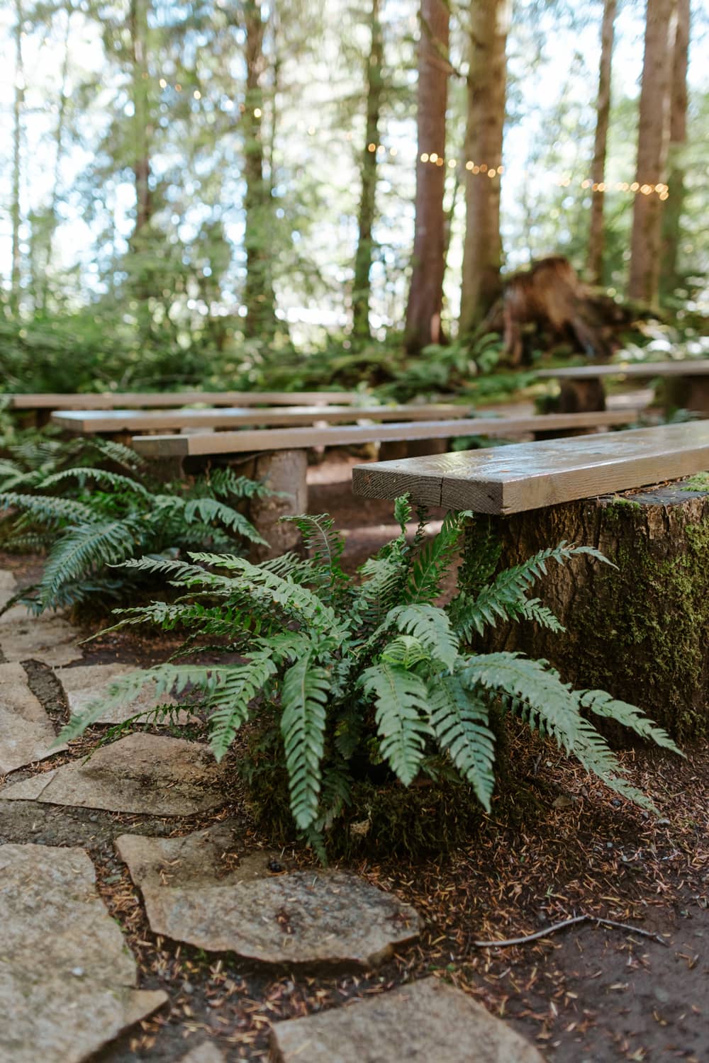 Ferns on the side of wooden benches at a wedding venue in Forks, Washington.