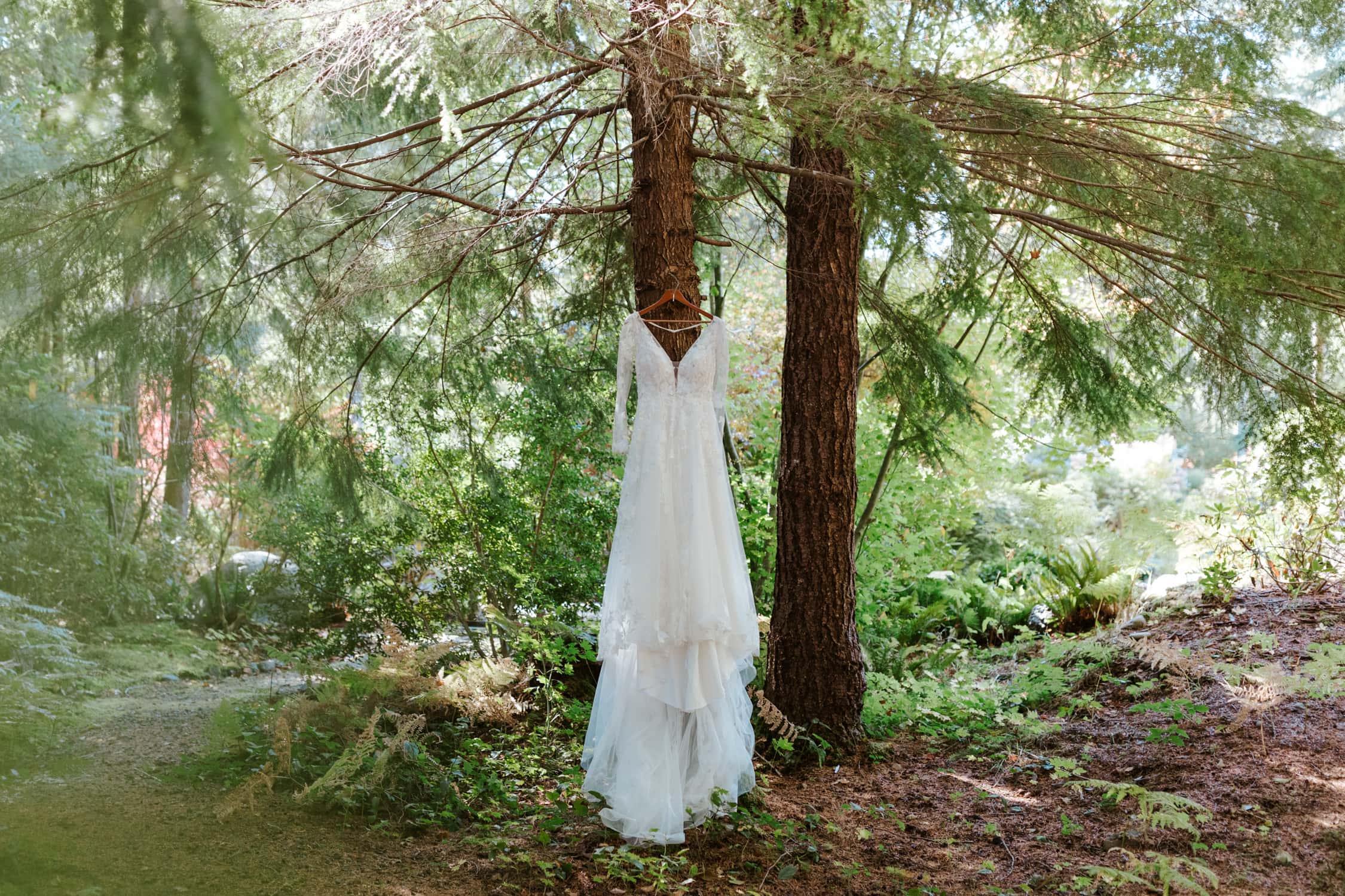 A white wedding dress with long sleeves hanging from a tree at Fern Acres in Forks, Washington.